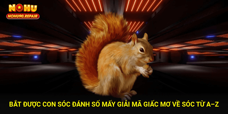 Bắt Được Con Sóc Đánh Số Mấy? Giải Mã Giấc Mơ Về Sóc Từ A–Z