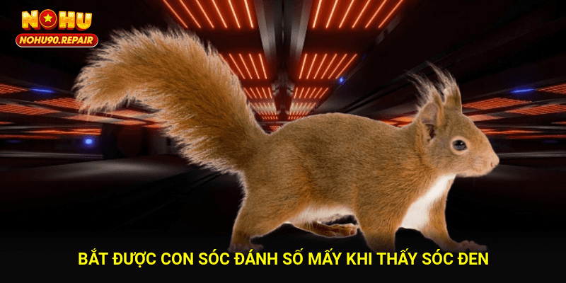 Bắt được con sóc đánh số mấy khi thấy sóc đen