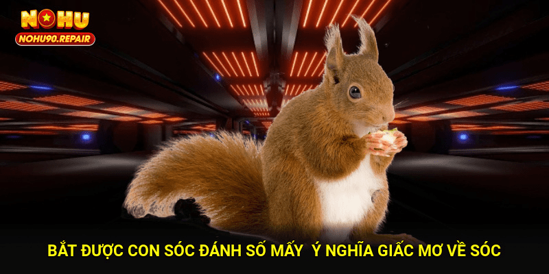 Bắt được con sóc đánh số mấy - Ý nghĩa giấc mơ về sóc