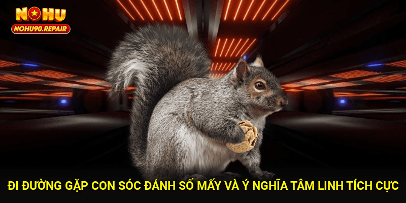 Đi đường gặp con sóc đánh số mấy và ý nghĩa tâm linh tích cực