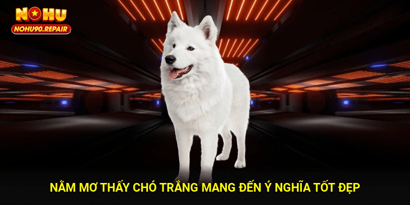 Nằm mơ thấy chó trắng mang đến ý nghĩa tốt đẹp