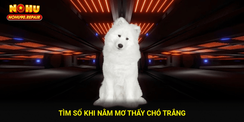Tìm số khi nằm mơ thấy chó trắng